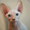 Aesthetic Hairless Cat Diamond Painting