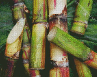 Aesthetic Sugarcane Plant Diamond Painting