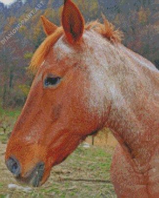 Brown Cob Horse Animal Diamond Painting