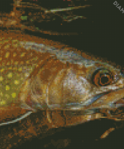 Close Up Brown Trout Diamond Painting