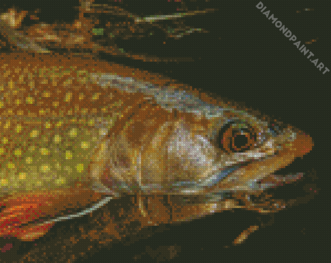 Close Up Brown Trout Diamond Painting