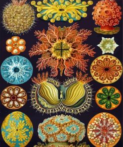Ernst Haeckel Diamond Painting