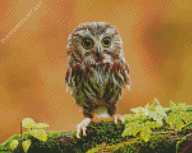 Owl Baby Bird Diamond Painting