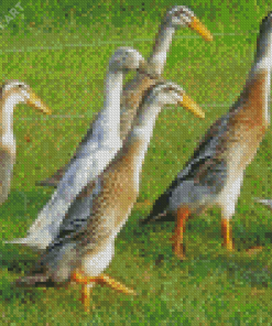 Indian Runner Duck Birds 5D Diamond Painting