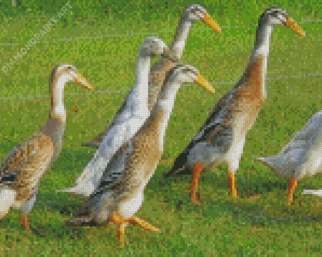 Indian Runner Duck Birds 5D Diamond Painting