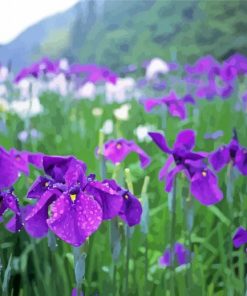 Iris Flower Field Diamond painting