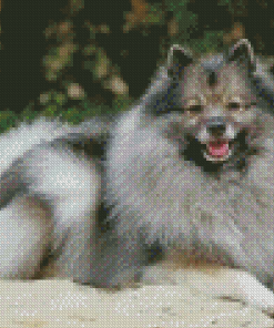 Keeshond Dog Animal Diamond Painting