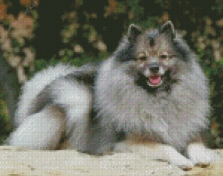 Keeshond Dog Animal Diamond Painting