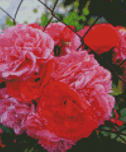 Pink Carnation Flowers Diamond Painting