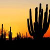 Aesthetic Cactus Sunset View Diamond Painting