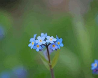 Aesthetic Forget Me Not Flowers Diamond Painting
