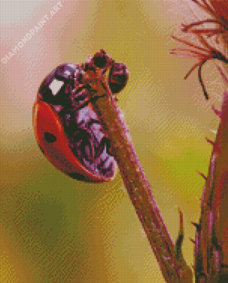 Ant And Ladybug Insect Diamond Painting
