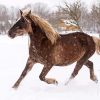Beige Native Horse In Snow Diamond Painting