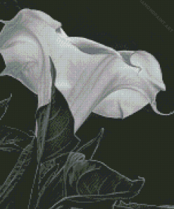 Black And White Moon Lily Diamond Painting