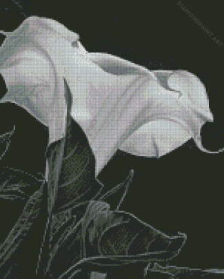 Black And White Moon Lily Diamond Painting