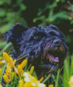 Black Cairn Terrier Dog Diamond Painting