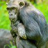 Bonobo Monkey Animal Diamond Painting