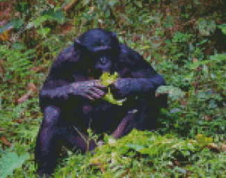 Bonobo Monkey Eating Diamond Painting