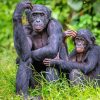 Bonobo Monkey Family Diamond Painting