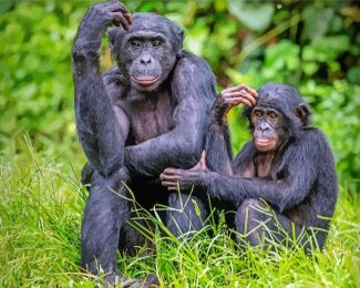 Bonobo Monkey Family Diamond Painting