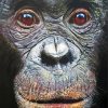Close Up Bonobo Face Diamond Painting
