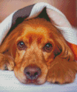 Cocker Dog With Blanket Diamond painting