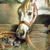 Cute Cats And Horse Art Diamond Painting