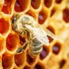Honeycomb Bee 5D Diamond Painting