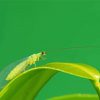 Lacewing Insect Diamond Painting