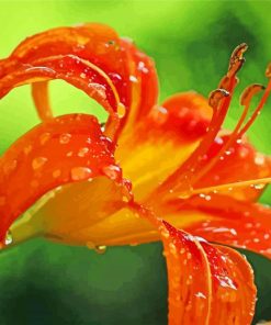 Wet Tiger Lilies Diamond Painting