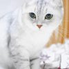 White Grey Fold Ear Cat 5D Diamond Painting