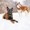 Winter Dogs Diamond Painting