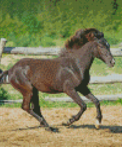 Black Indian Pony Horse Diamond Painting