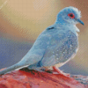 Diamond Dove Bird Diamond Painting