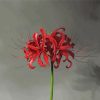 Red Spider Lily Flower Diamond Painting