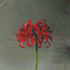 Red Spider Lily Flower Diamond Painting