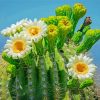Saguaro Cactus Flower Diamond Painting