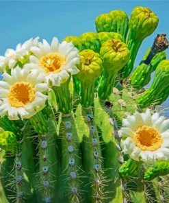 Saguaro Cactus Flower Diamond Painting