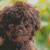 Black Poodle Puppy Face Diamond Painting