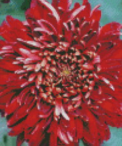 Chrysanthemums Chinese Flower Diamond Painting