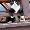 Cute Tuxedo Cat Pet Diamond Paintings