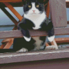 Cute Tuxedo Cat Pet Diamond Paintings