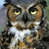 Horned Owl Bird Animal Diamond Painting