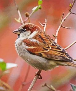 House Sparrow On A Branch Diamond Painting
