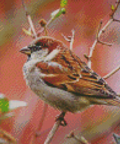 House Sparrow On A Branch Diamond Painting