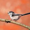 Long Tailed Tit Bird On A Branch Diamond Painting