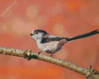 Long Tailed Tit Bird On A Branch Diamond Painting