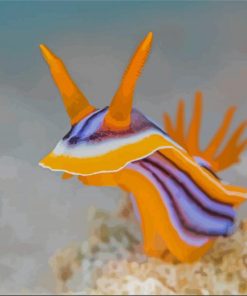Nudibranch Sea Slug Diamond Paintings