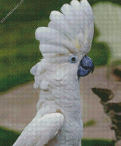 White Umbrella Cockatoo Bird Diamond Painting