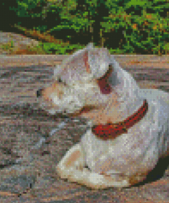 White Shorkie Dog Diamond Paintings